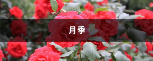 月季花爱招虫，给你支3招，让它从此摆脱“药罐子”称号！