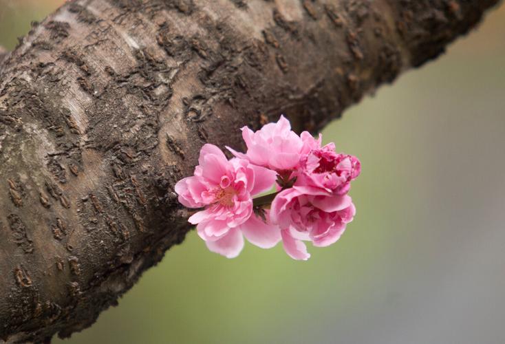 常年开花